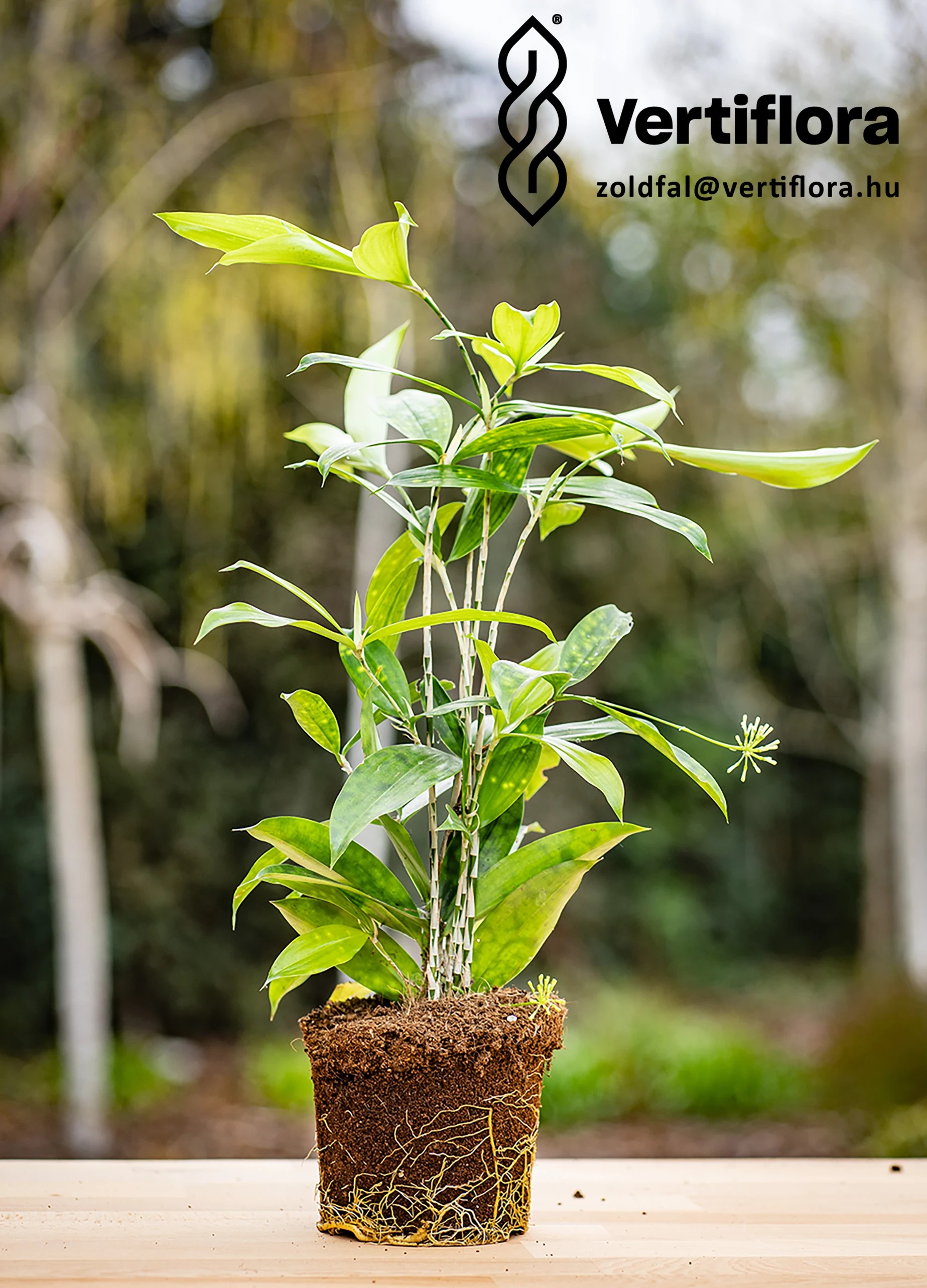 függőleges kert dracéna növény