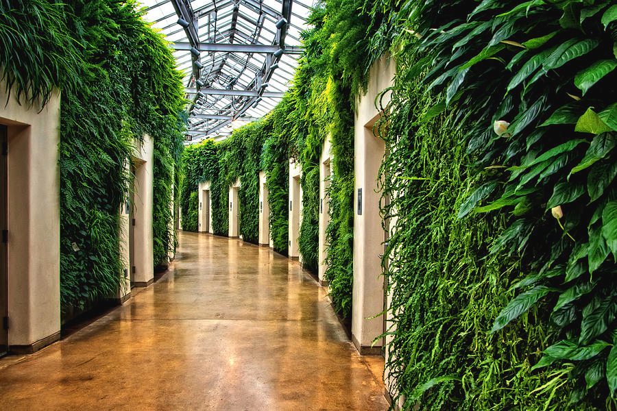 Amerika legnagyobb növényfal&nbsp;építői