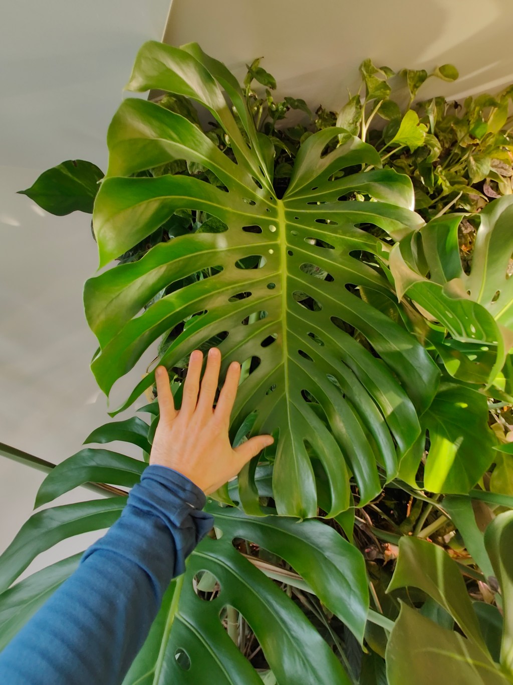A NASA kutatásai a növények légtisztító hatásáról: Hogyan segíthetnek otthonaink levegőjének&nbsp;tisztításában?