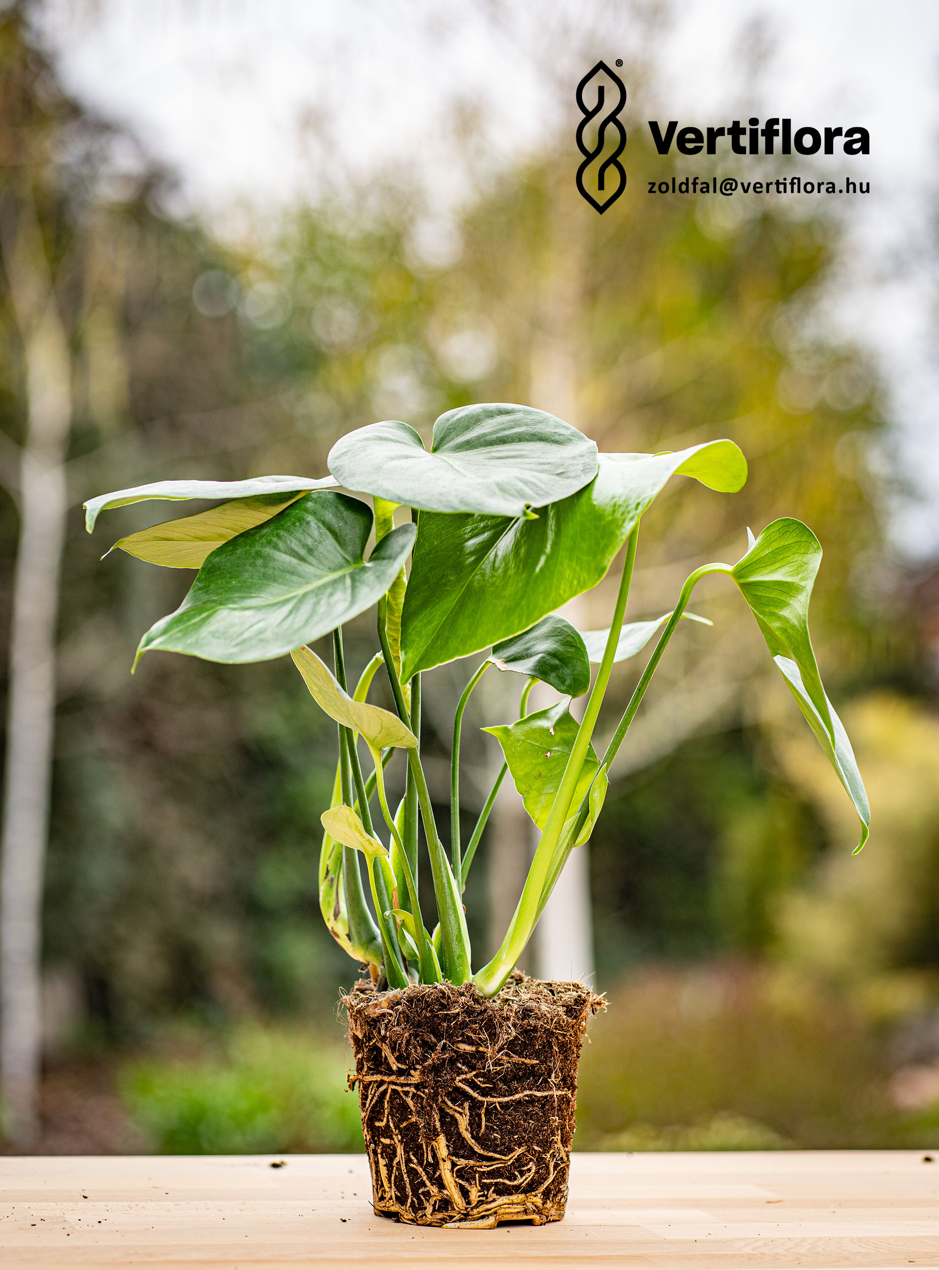 zöldfal könnyezőpálma