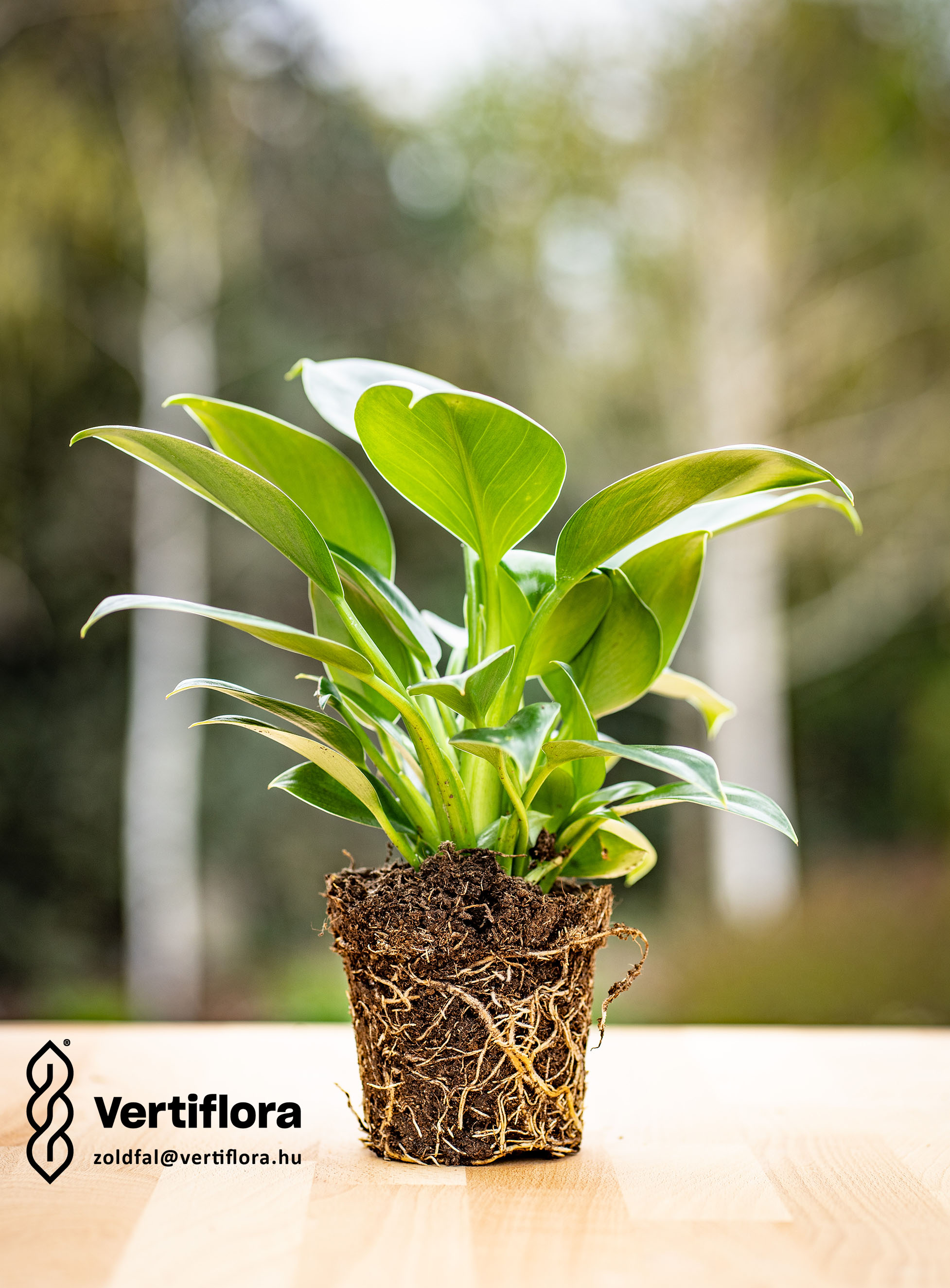 növényfal philodendron növény