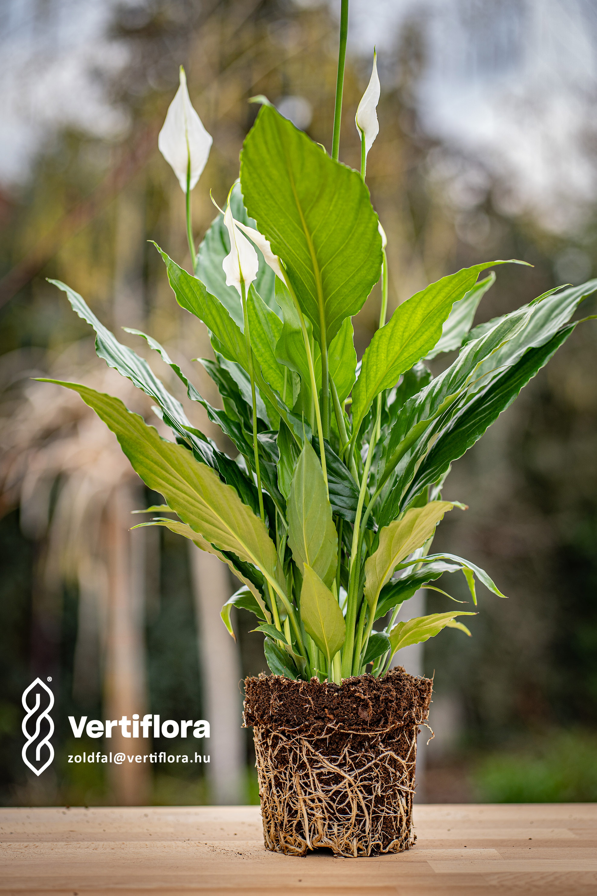 zöldfal vitorlavirág növény