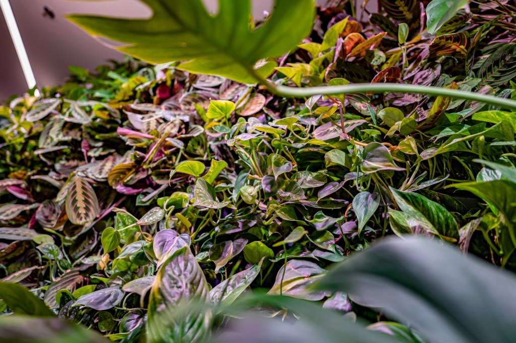 A Zöldfalak fontossága a 21.&nbsp;században